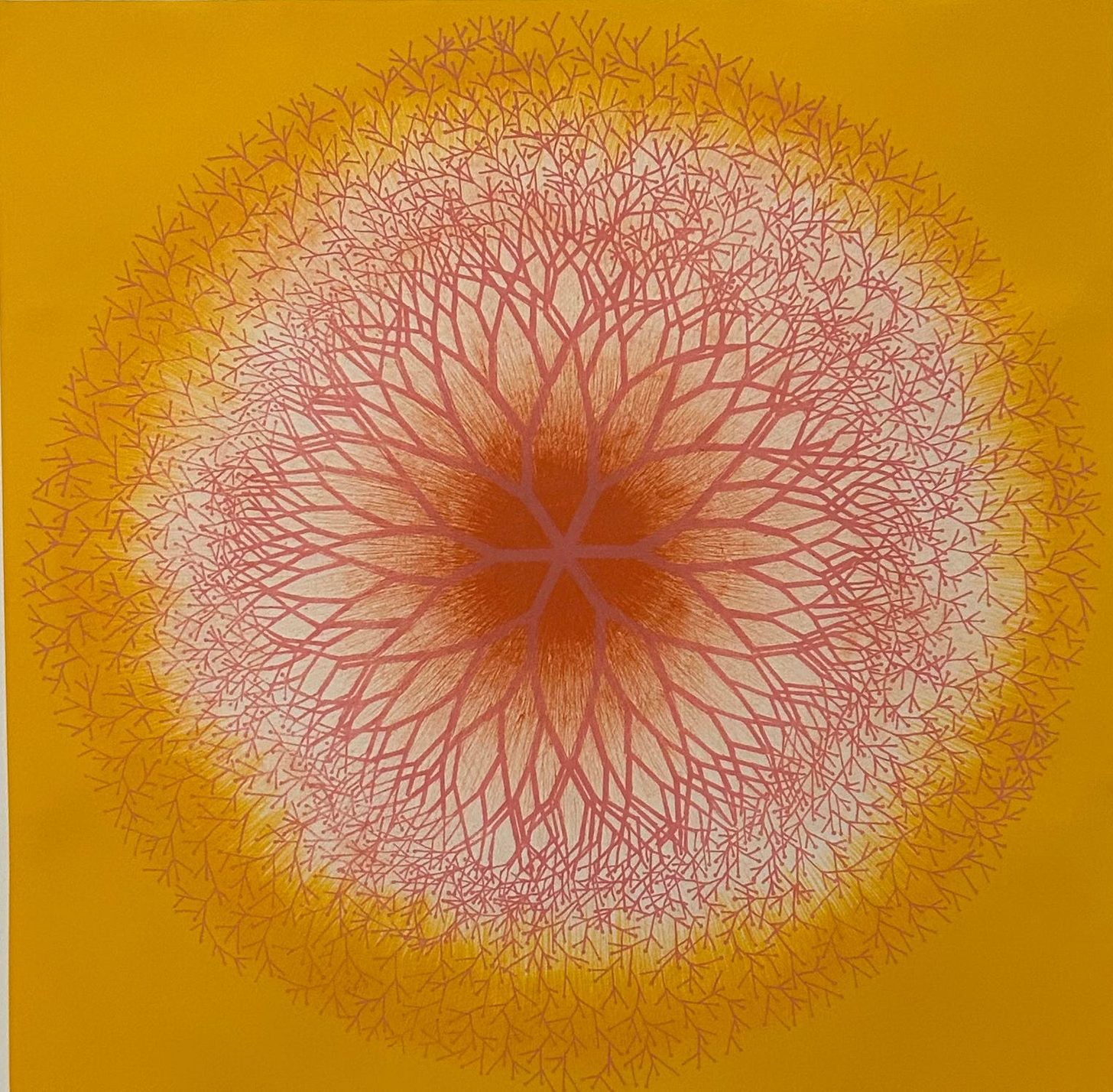 Ruth Asawa. Desert Plant . 1965.